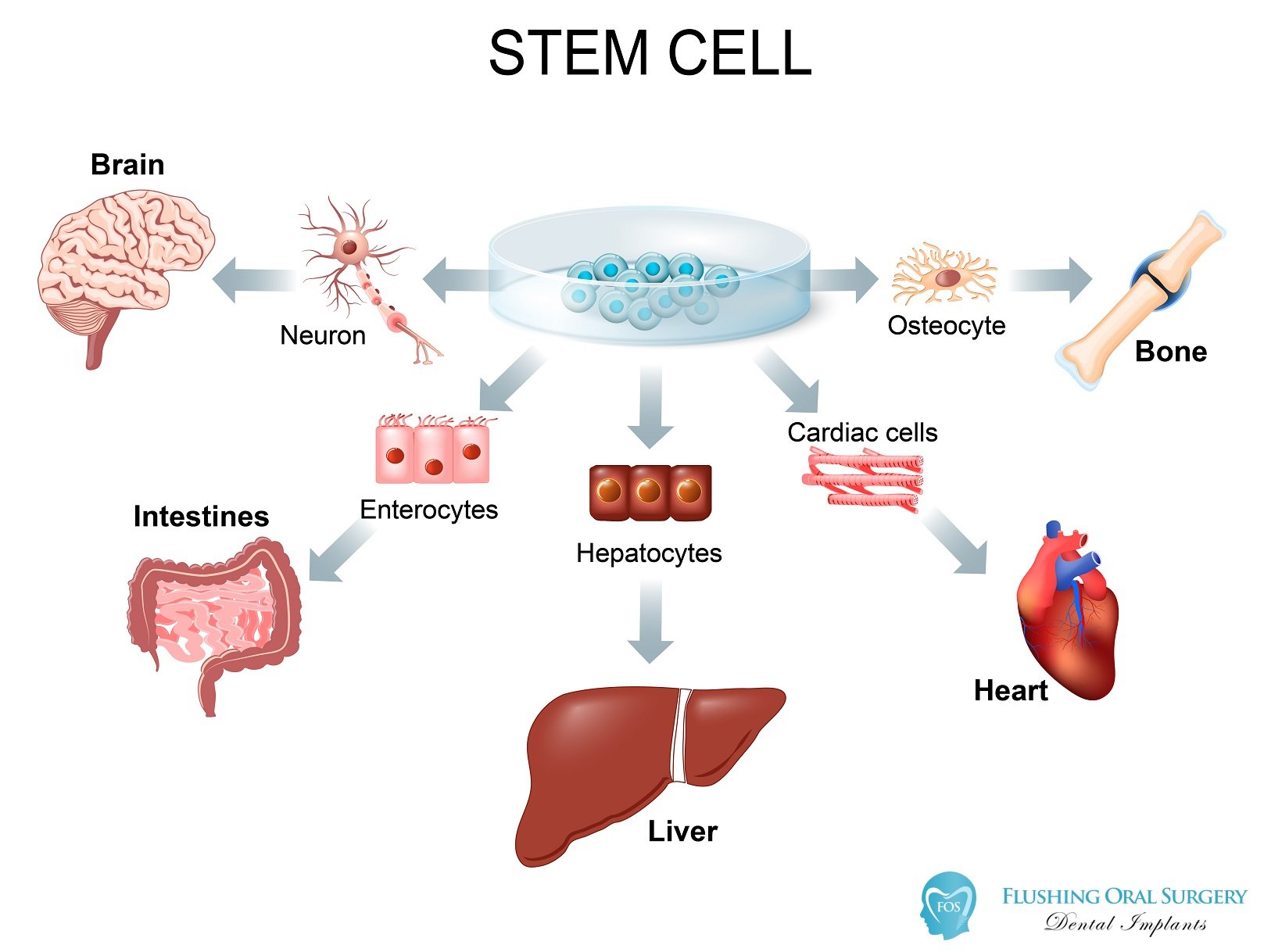 dental stem cell infographic